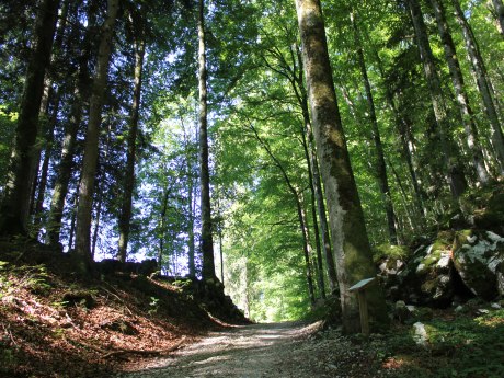 WaldApotheke Sachrang - Buchenwald, © Tourist Info Aschau im Chiemgau