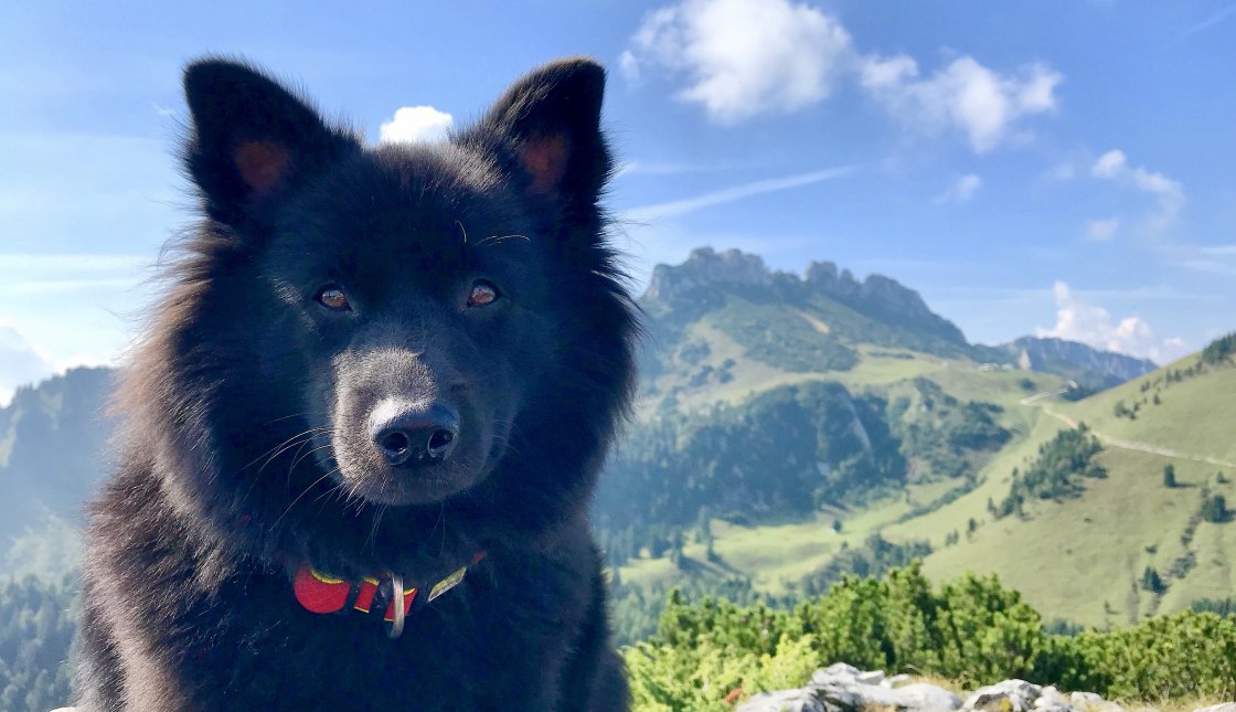Hund mit Kampenwand Hund mit Kampenwand