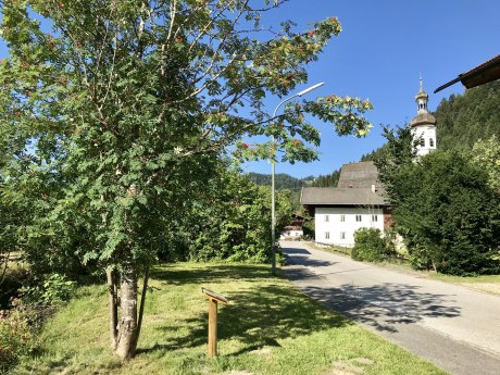 WaldApotheke Themenweg Sachrang - Eberesche, © Tourist Info Aschau im Chiemgau