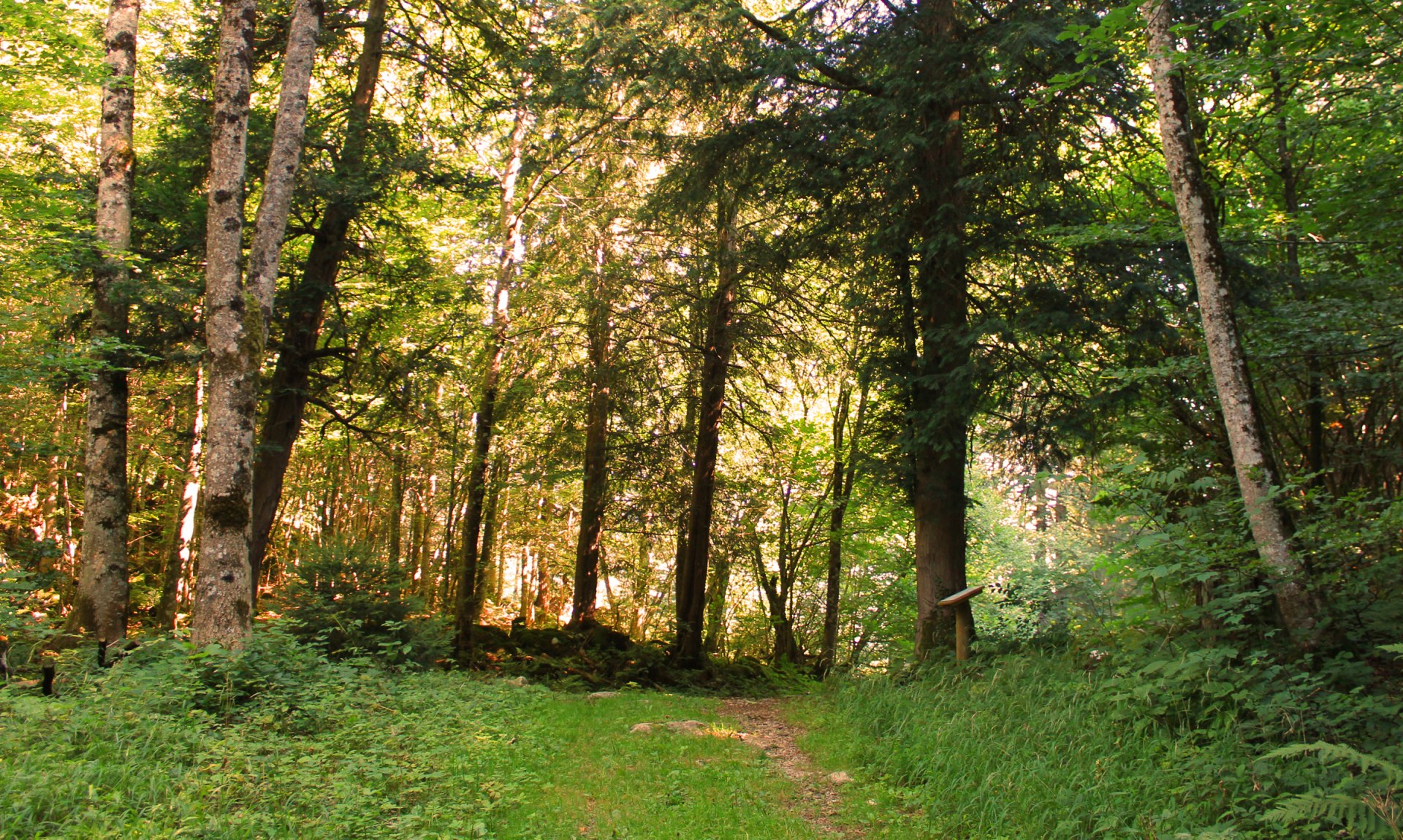 WaldApotheke Sachrang - Märchenhafter Eibenwald, © Tourist Info Aschau im Chiemgau