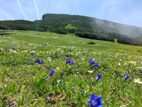 Blumenberg Geigelstein, © Herbert Reiter