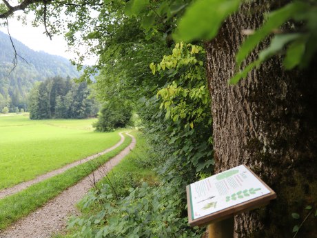 WaldApotheke in Sachrang, © Tourist Info Aschau im Chiemgau