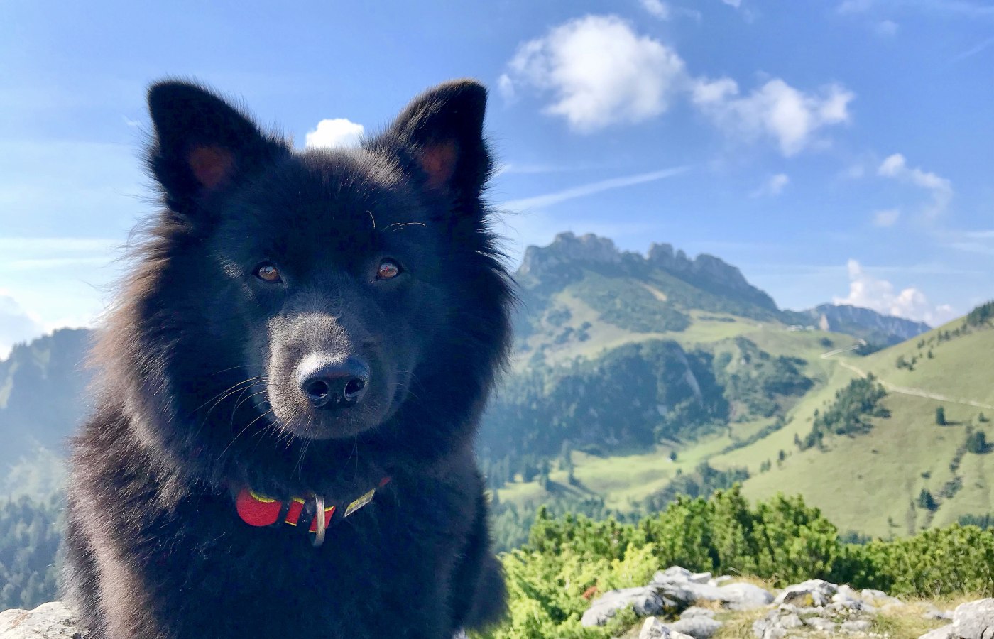 Hund mit Kampenwand 
