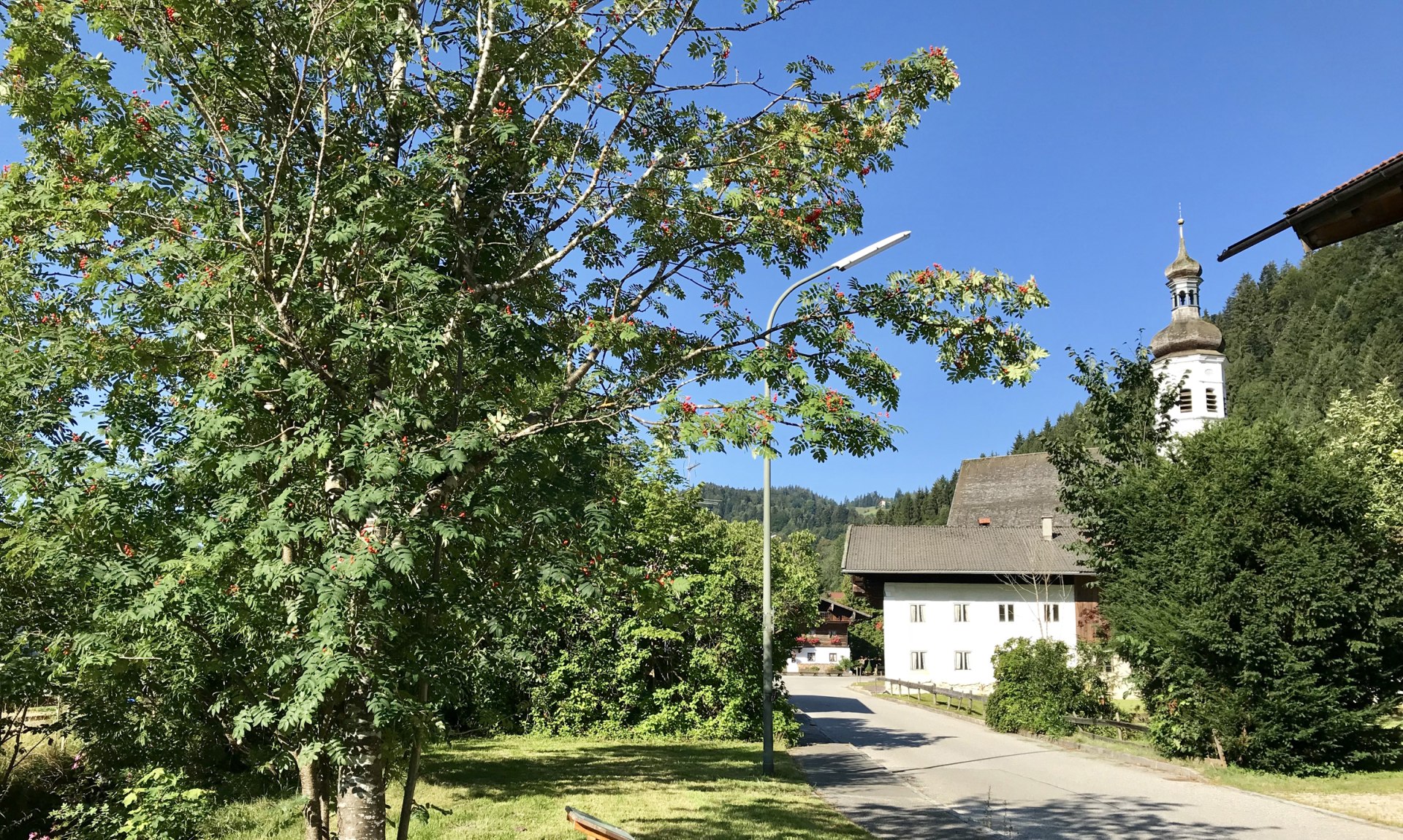 WaldApotheke Themenweg Sachrang - Eberesche, © Tourist Info Aschau im Chiemgau