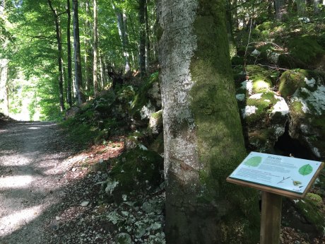 WaldApotheke Sachrang - Buchenwald, © Tourist Info Aschau im Chiemgau