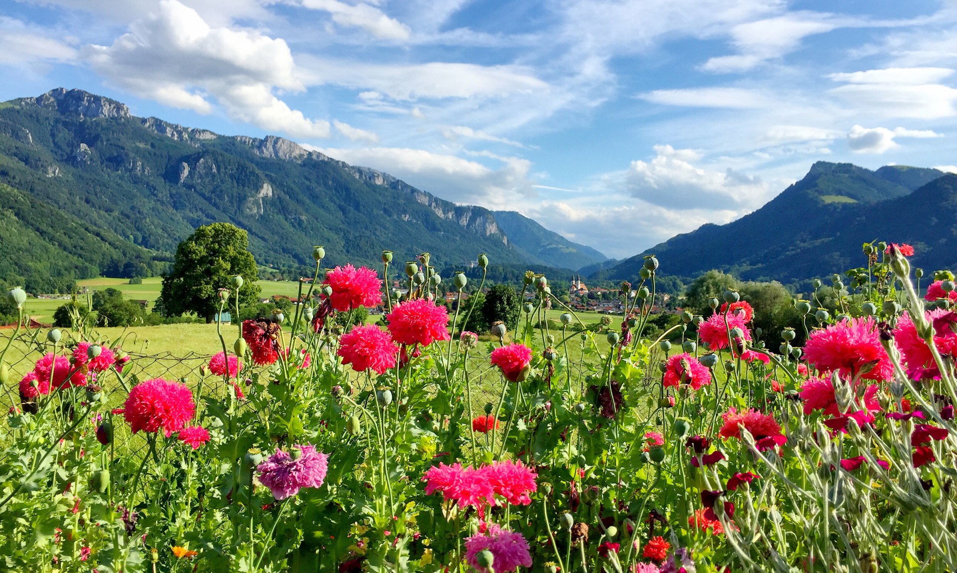 Landschaft Blumen, © Herbert Reiter