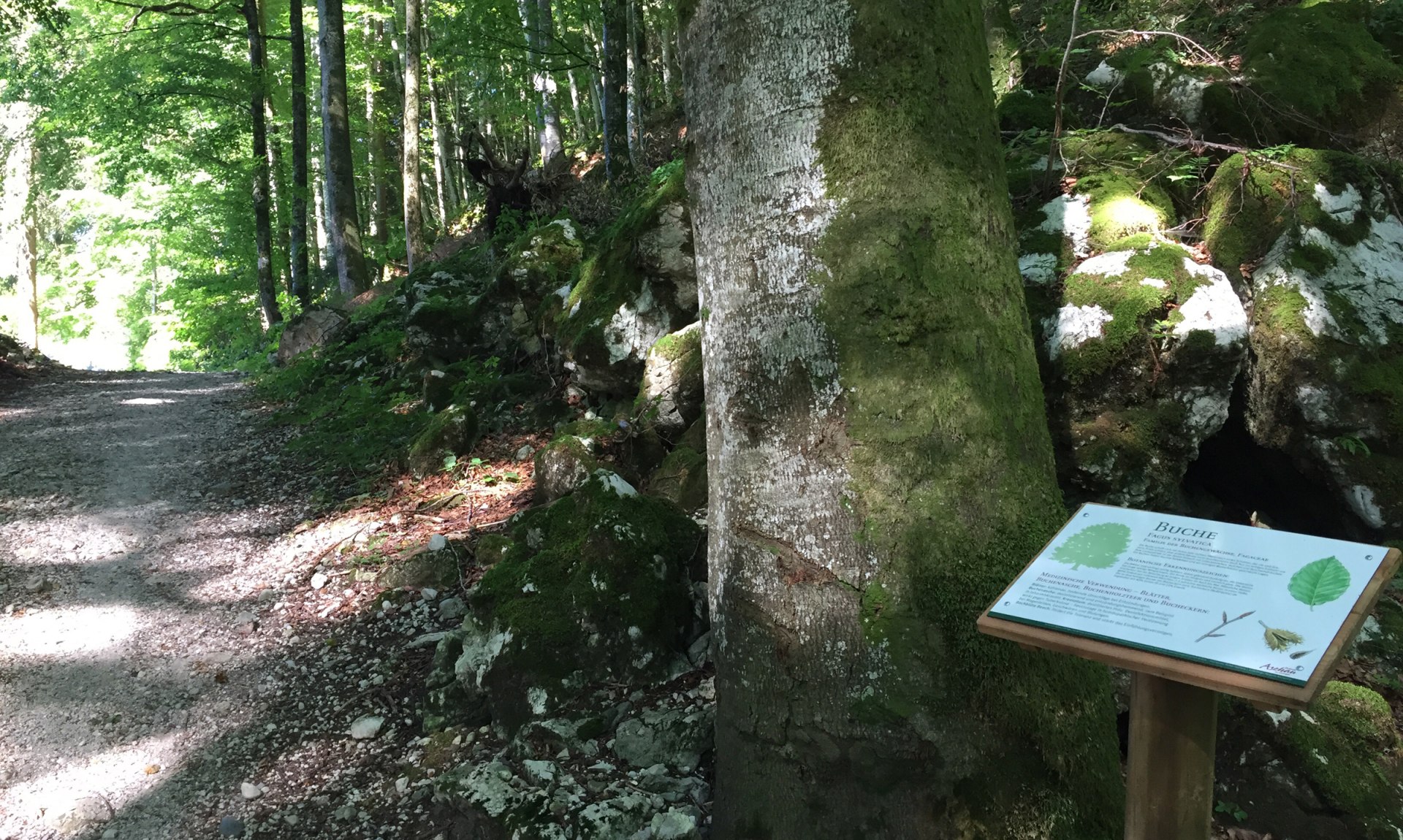 WaldApotheke Sachrang - Buchenwald, © Tourist Info Aschau im Chiemgau