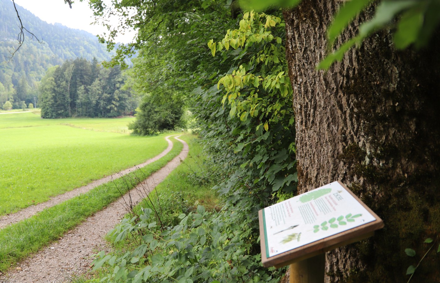 WaldApotheke in Sachrang, © Tourist Info Aschau im Chiemgau