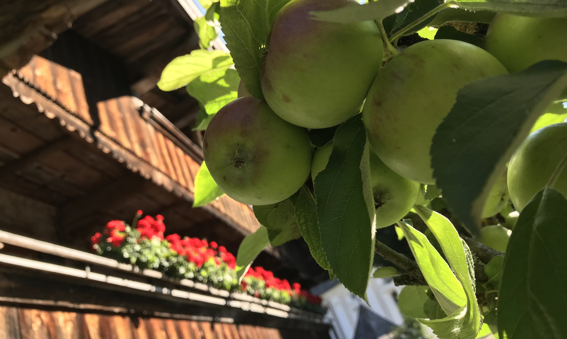 WaldApotheke Themenweg Sachrang - Apfelbaum im Ort, © Tourist Info Aschau im Chiemgau