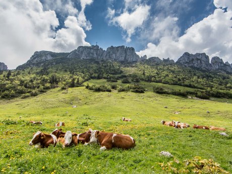 Kampenwand Massiv mit Kühen - Bergluft schnuppern, © Klaus Haase