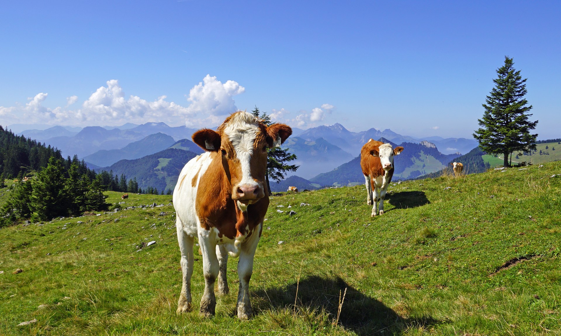 Kühe auf dem Berg, © Moll Jochen