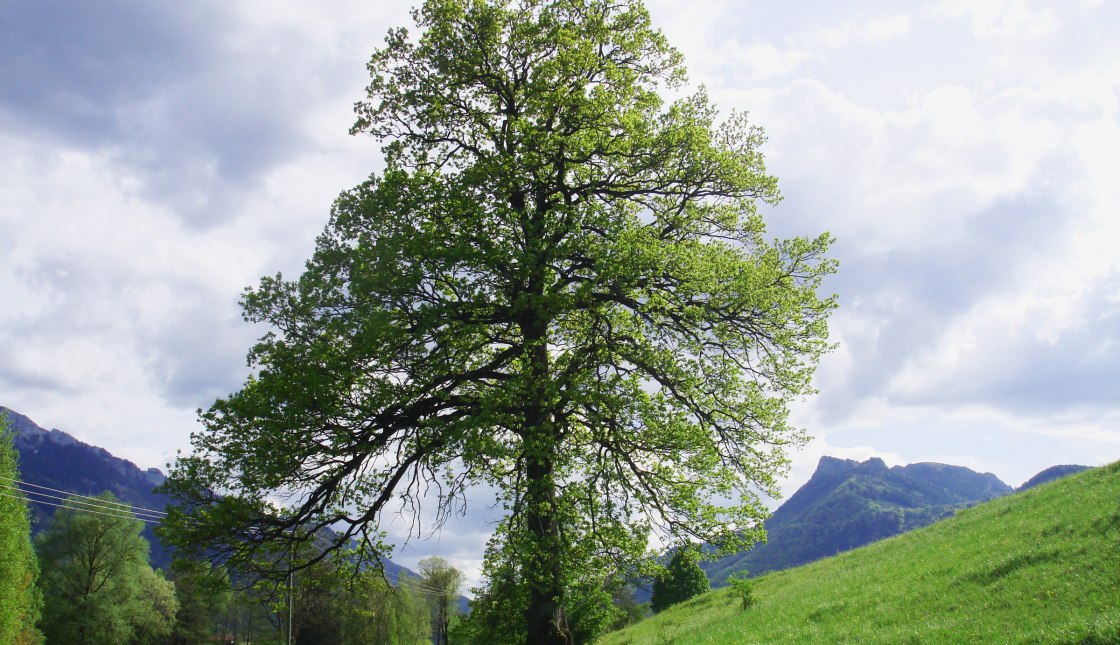 Wanderweg am Bärnsee, © Tourist Info Aschau i.Ch.