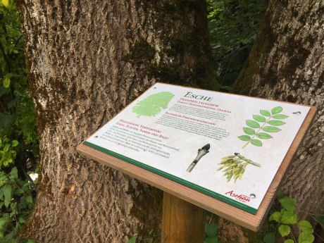 WaldApotheke Themenweg Sachrang - Esche, © Tourist Info Aschau im Chiemgau