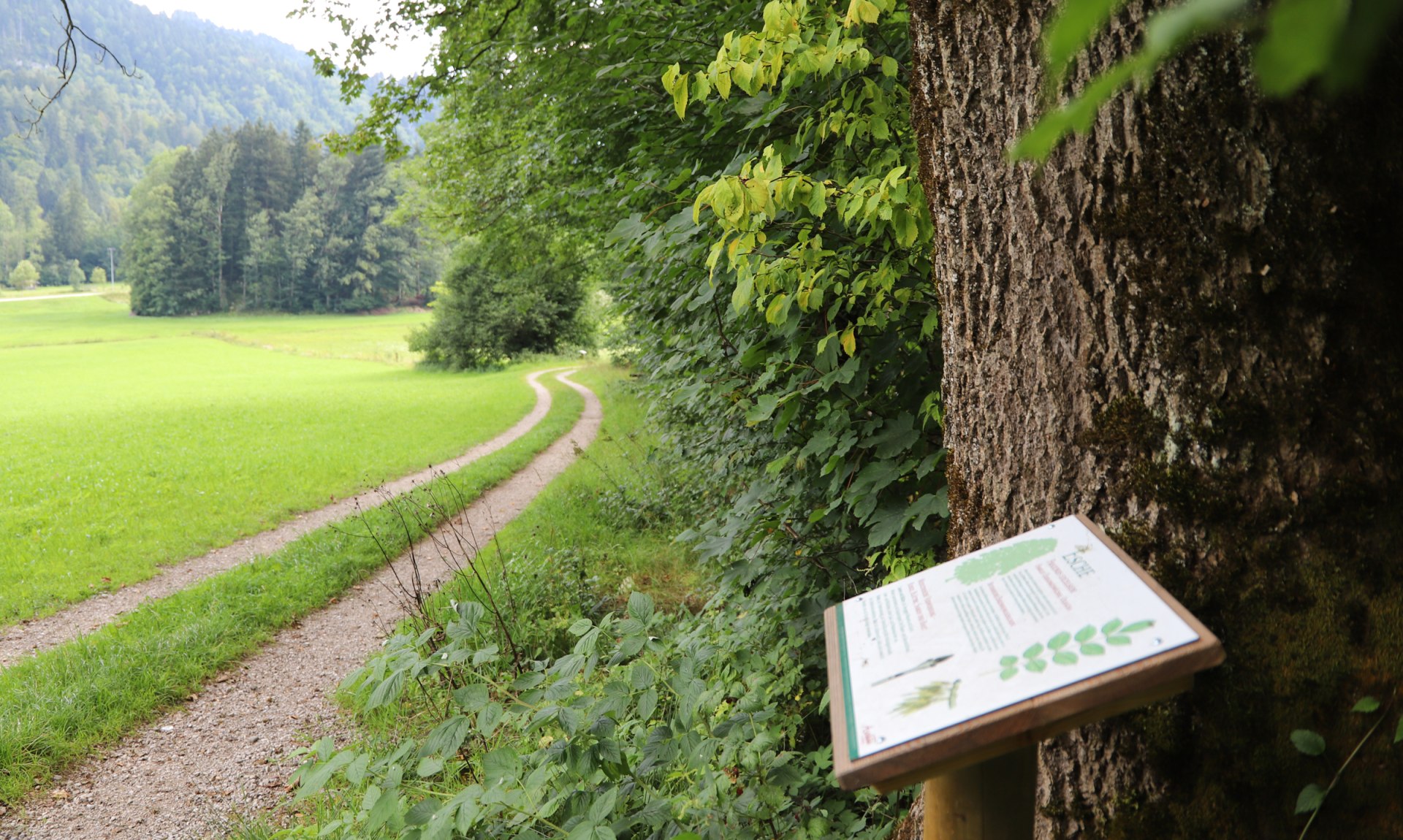 WaldApotheke in Sachrang, © Tourist Info Aschau im Chiemgau