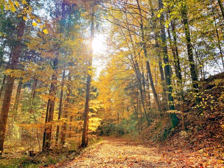 Herbstweg Sinnstifterort , © H. Reiter 