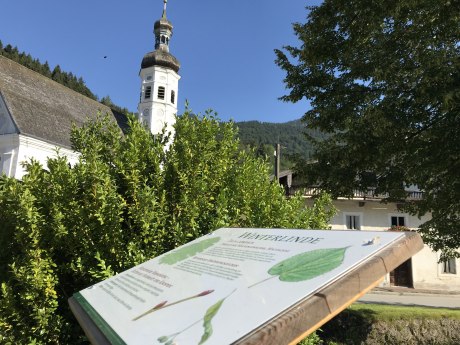 WaldApotheke Sachrang - Winterlinde an der Kirche, © Tourist Info Aschau im Chiemgau