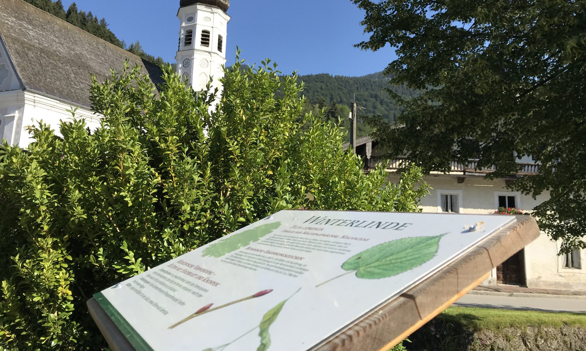 WaldApotheke Sachrang - Winterlinde an der Kirche, © Tourist Info Aschau im Chiemgau