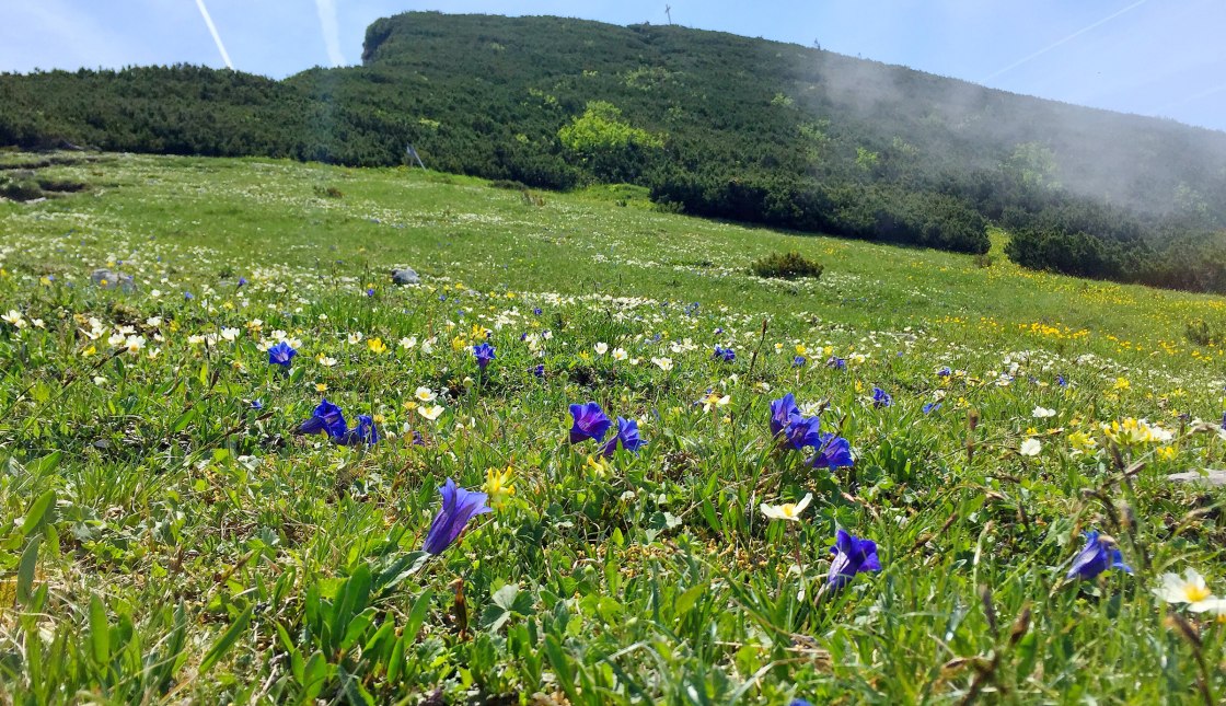 Blumenberg Geigelstein, © Herbert Reiter