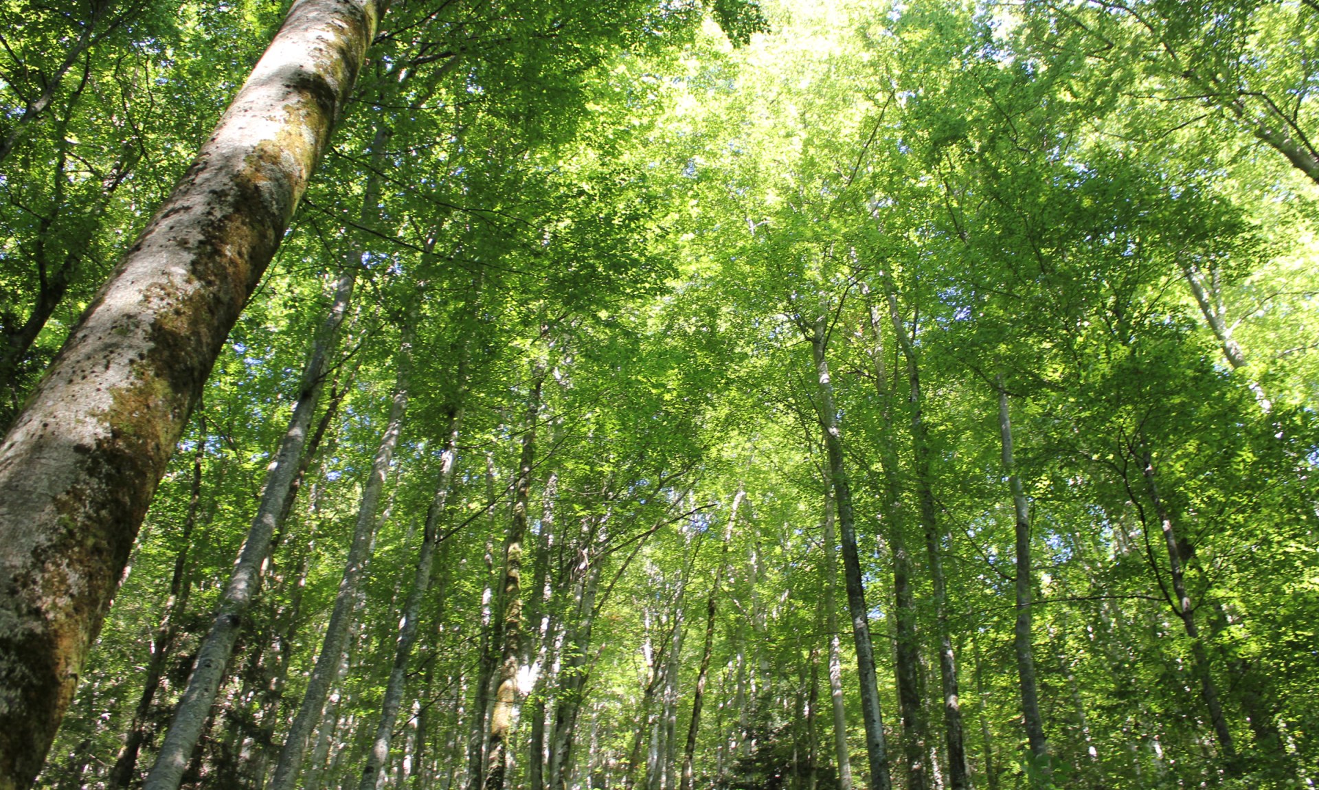 WaldApotheke Sachrang - Buchenwald, © Tourist Info Aschau im Chiemgau