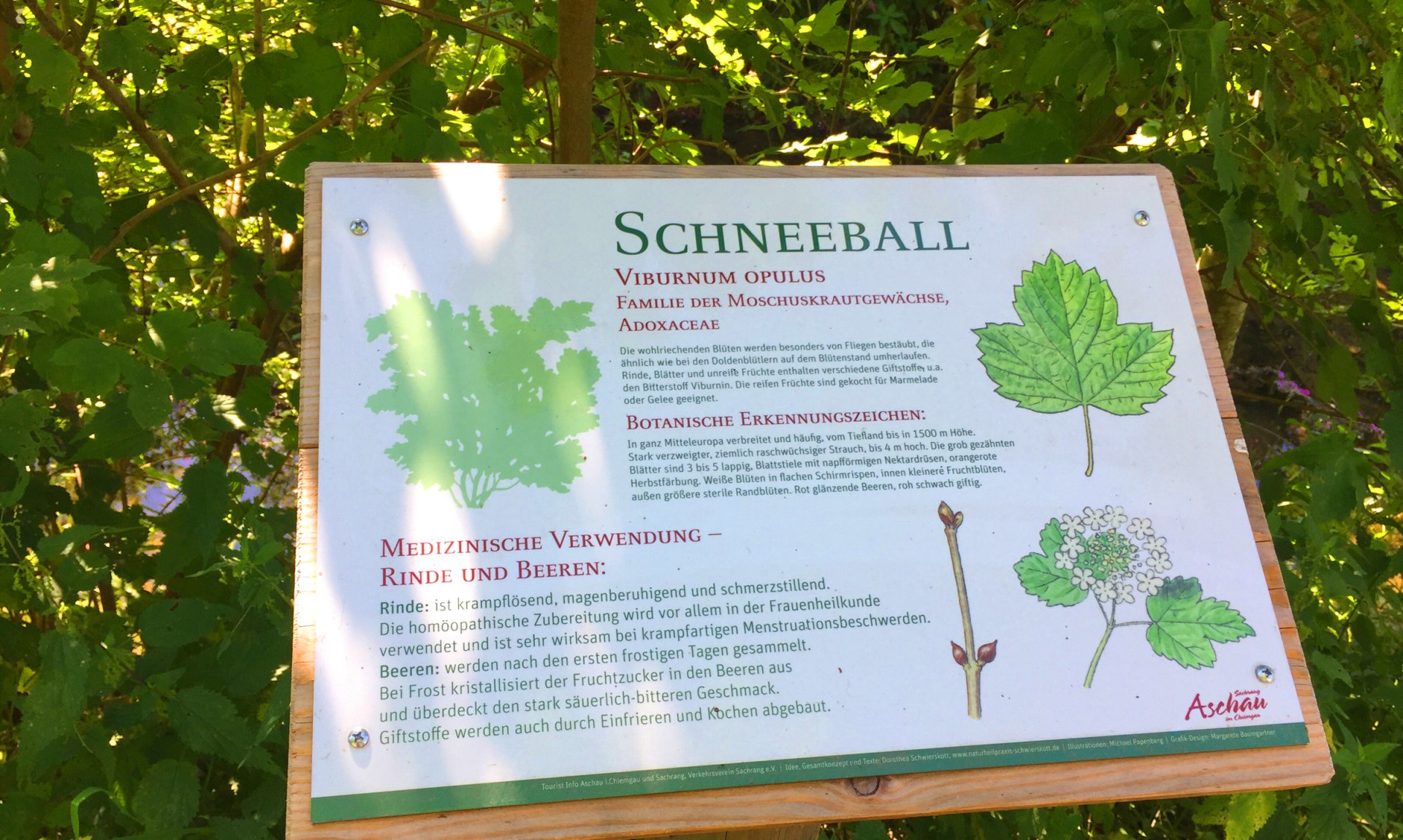 WaldApotheke Sachrang - Schild vom Baum &quot;Schneeball&quot;, © Tourist Info Aschau im Chiemgau