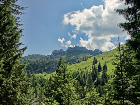 Da Woid, © Claus Schuhmann