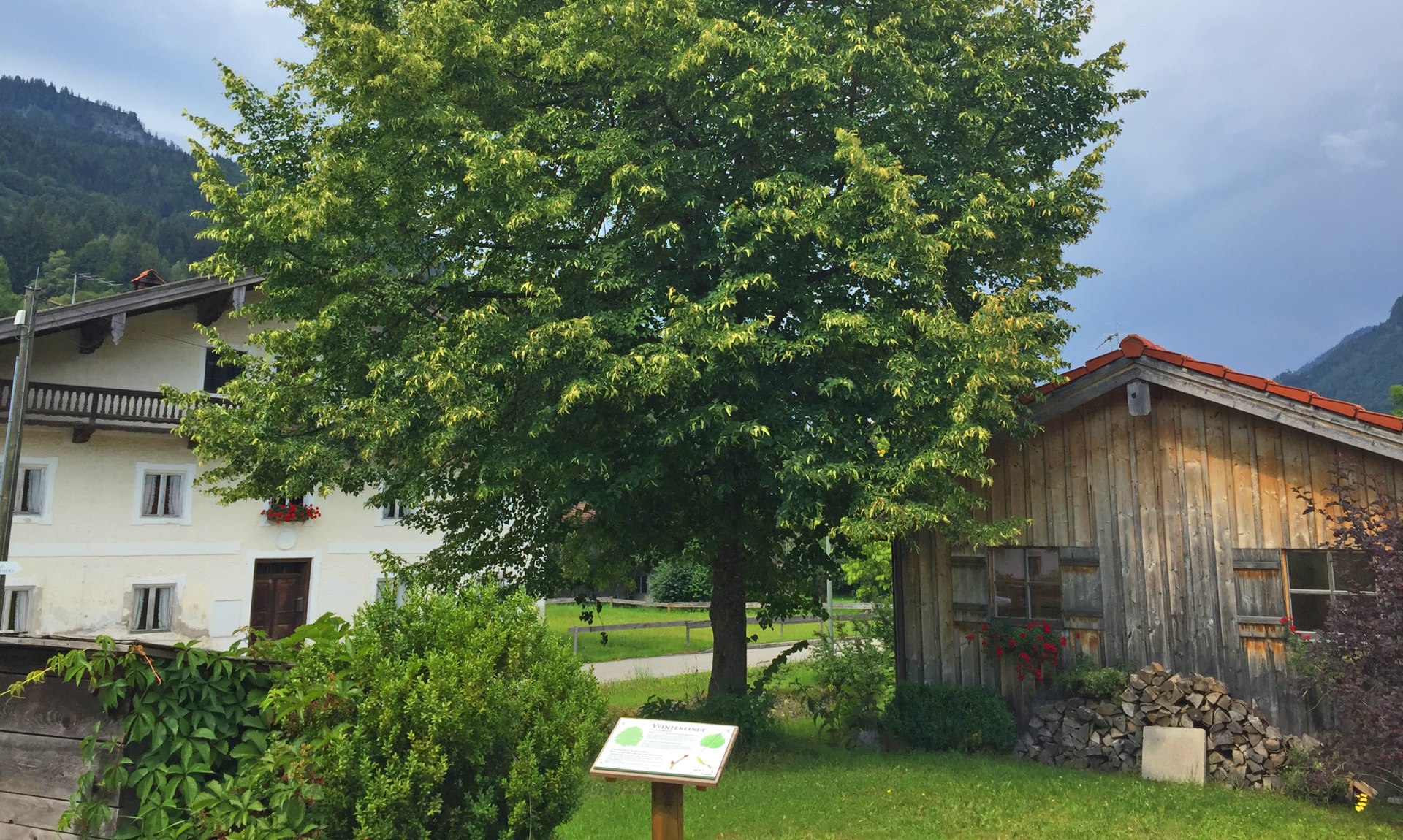 WaldApotheke Themenweg Sachrang - Winterlinde, © Tourist Info Aschau im Chiemgau