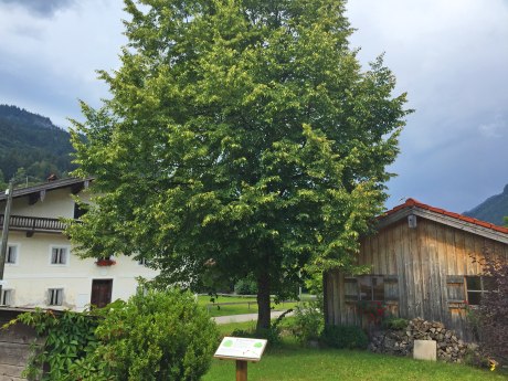 WaldApotheke Themenweg Sachrang - Winterlinde, © Tourist Info Aschau im Chiemgau